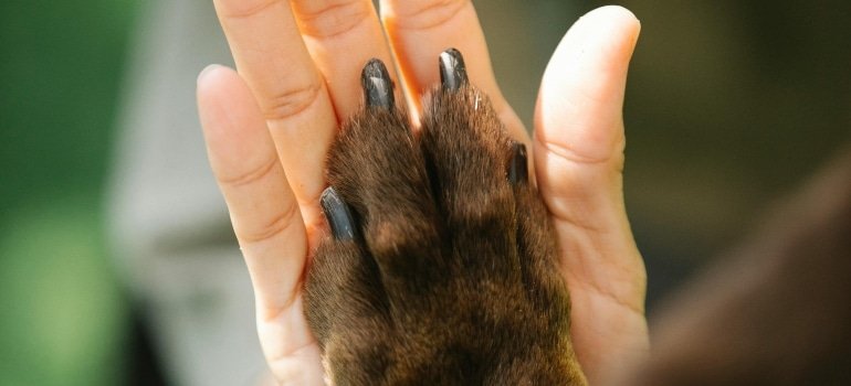 A dog paw and human hand symbolizing how it can feel like during Pet Loss and Addiction Recovery
